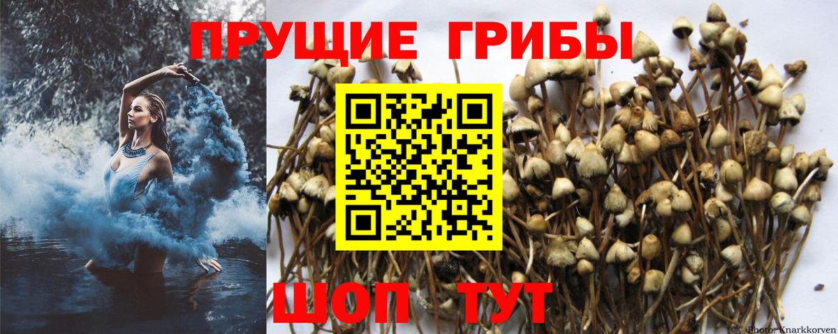 Псилоцибиновые грибы Psilocybine cubensis  Вход с VPN  Сердобск  Псилоцибиновые грибы Magic Shrooms 